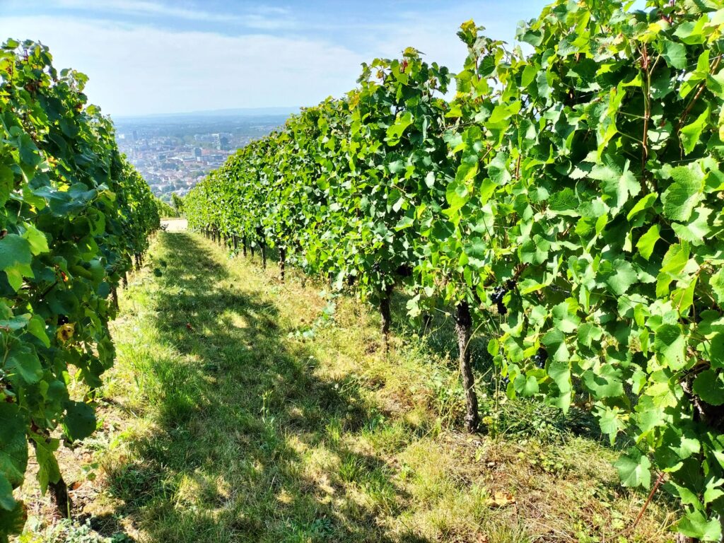 Anbau-Flächen Weinreben