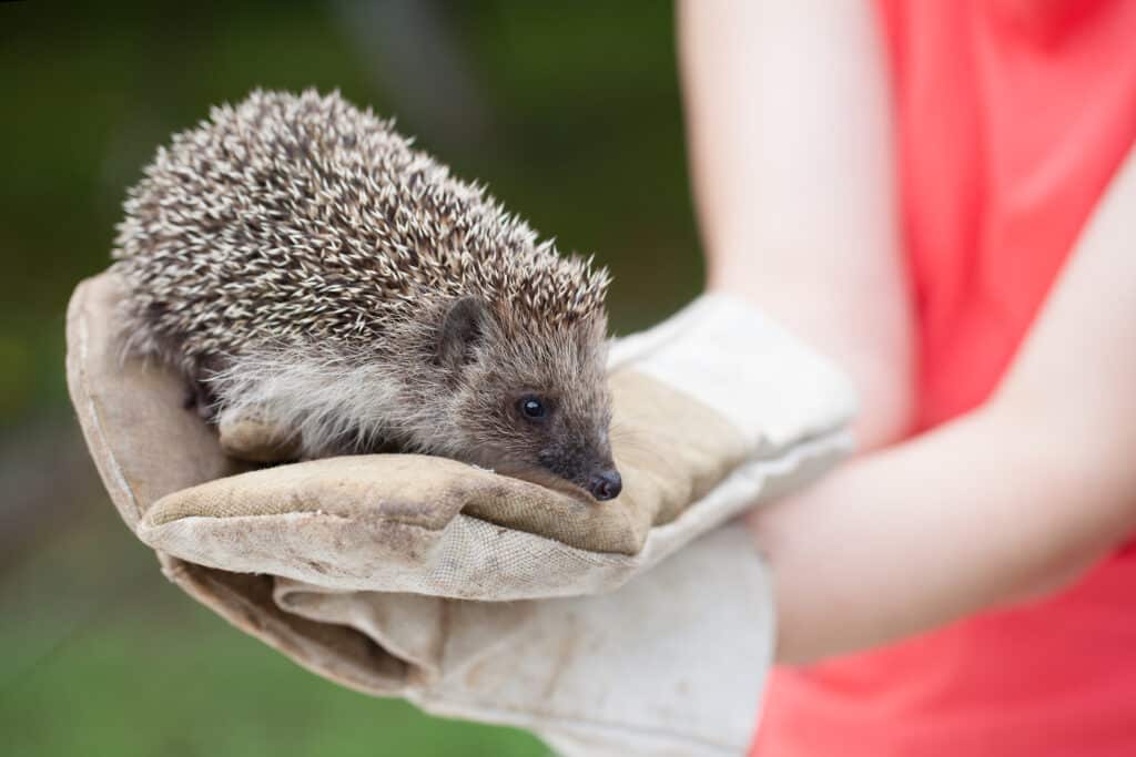 Igel auf einer Menschlichen Hand